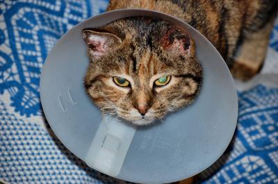 Прикрепленное изображение: 0214re.jpg